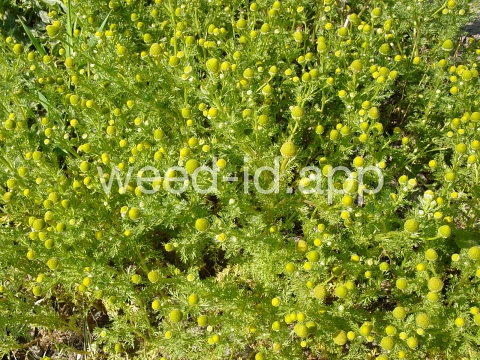 pineapple-weed